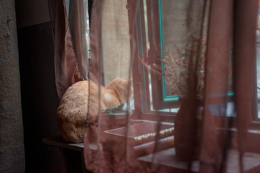 chat, la fenêtre, par la fenêtre, curieuse, chat curieux, regarder dehors, animal de compagnie, félin, tigré, chat tigré, national