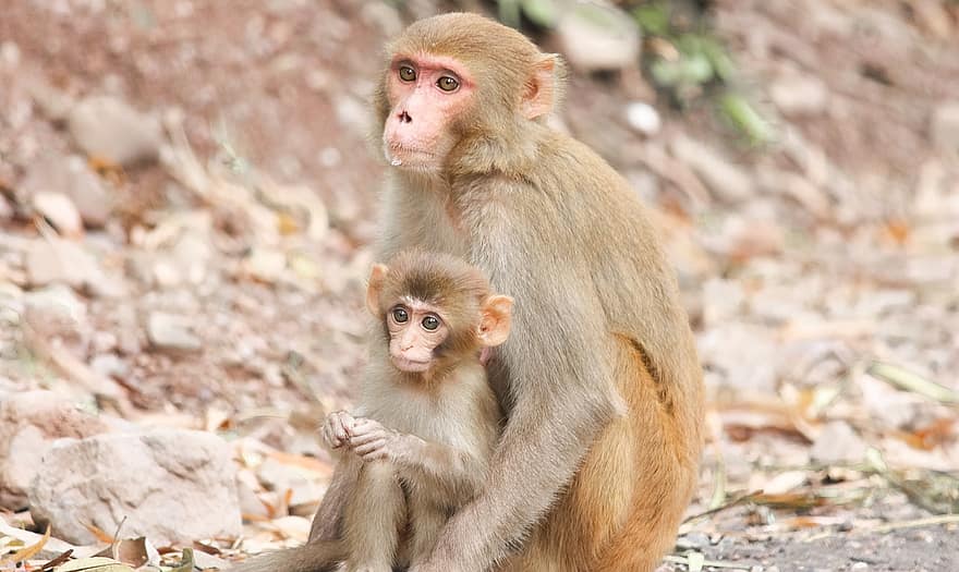 Beždžionė, beždžionės, primatai, motina, kūdikis, gyvūnams, žinduolių, pobūdį, laukinės gamtos