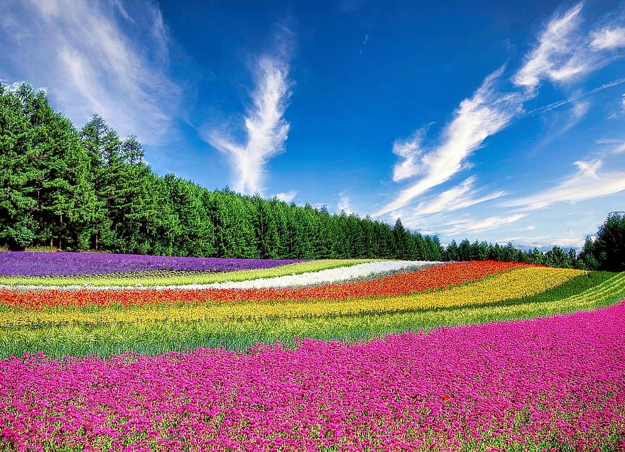 Sky, Photography, Photo, Landscape, Background, Wallpaper, Flower Field, Flowers, Field, Trees, Field Of Flowers