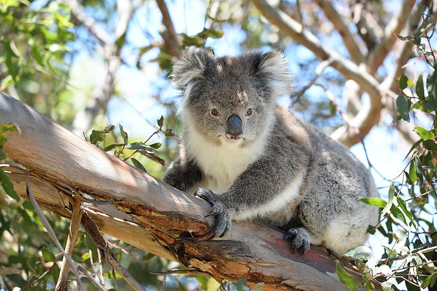 koala, berkantung, hewan, liar, mamalia, bulu, kebun binatang, margasatwa, pohon