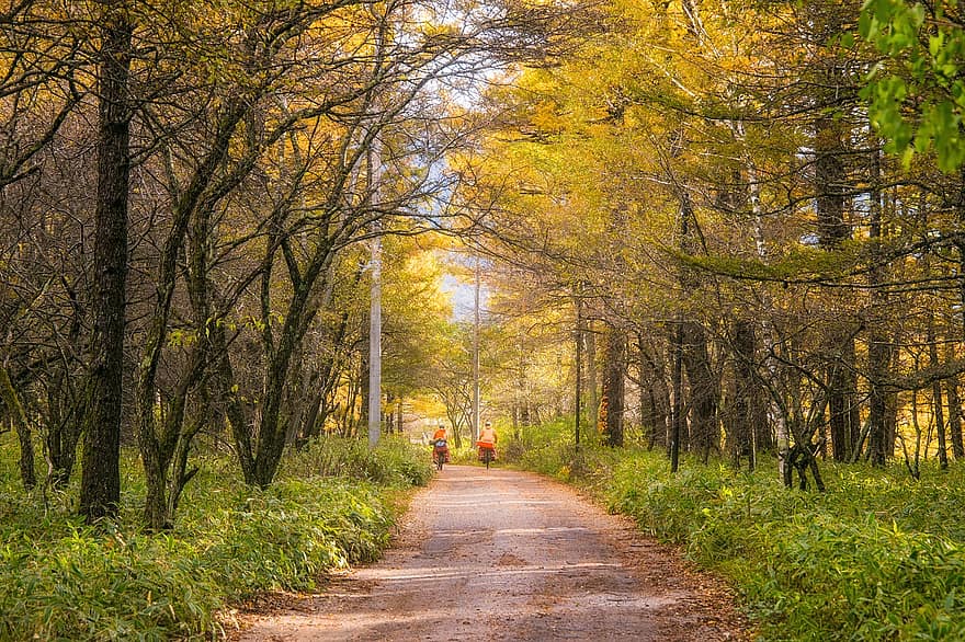 bosque, camino, sendero, arboles, la carretera, hojas, follaje, naturaleza