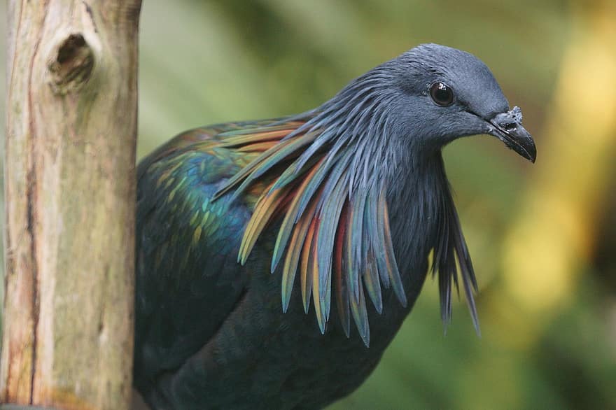 새, 화려한, 깃털, 무지개 빛깔의, 푸른, 자연