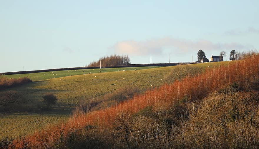 западный уэльс, поле, осень, Carmarthenshire, Соединенное Королевство, пейзаж, сельская местность, холмы, сельская сцена, луг, ферма
