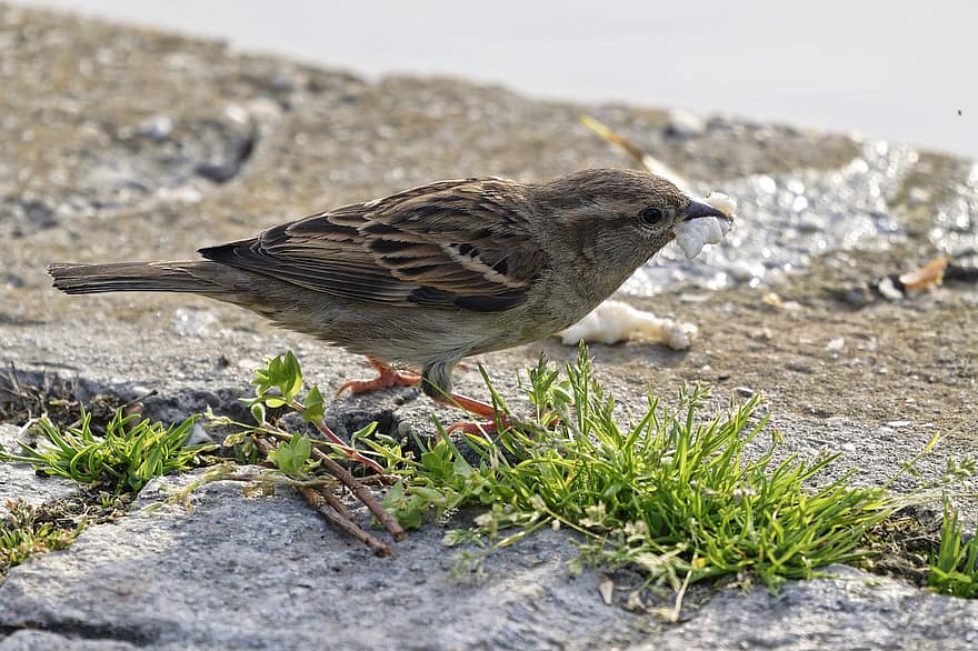 Sparrow, Bird, Food, Eating, Animal, Wildlife, Feathers, Plumage, Beak, Concrete, Nature