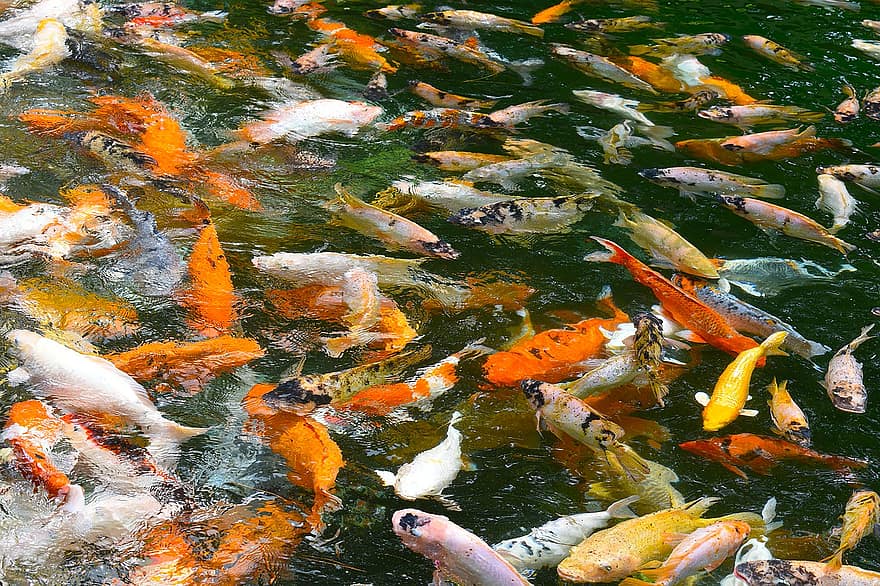 koi, žuvis, tvenkinys, jūrų, koi karpis, kelių spalvų, karpiai, vanduo, oranžinė spalva, spalvos, judėjimas