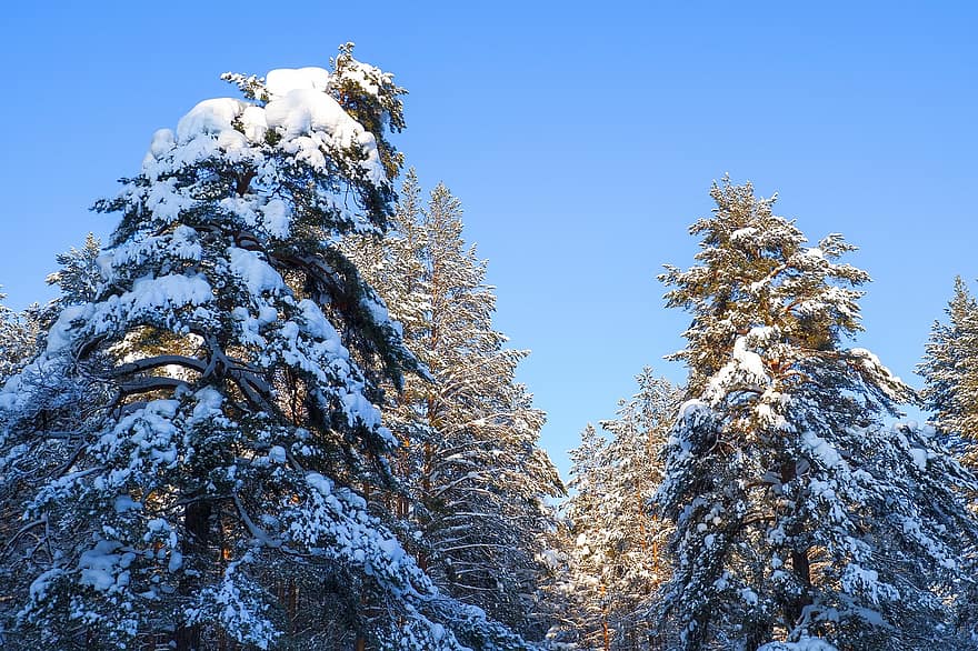 숲, 겨울, 눈, 나무, 하늘, 자연, 서리, 눈이 내리는, 시즌, 소나무, 푸른