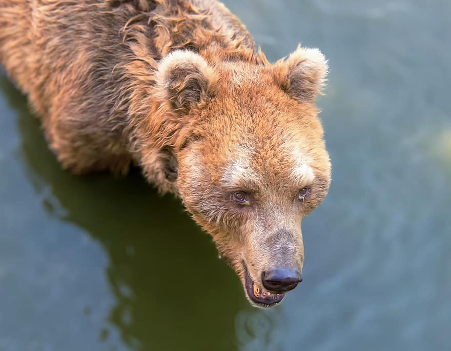 animal, ours, rivière, ours brun, Grizzly, mammifère, la nature, Thaïlande, faune, animaux à l'état sauvage, fermer