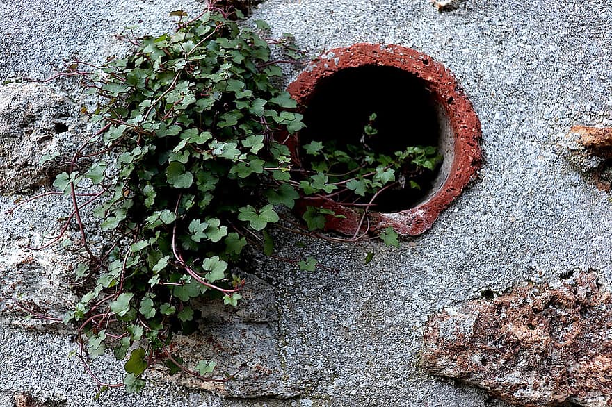 Plant, Foliage, Botany, Growth, Wall, Stones, Texture, old, dirty, rusty, close-up