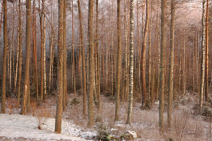 bosc, hivern, karelia, arbres, naturalesa, arbre, temporada, paisatge, neu, branca, tronc de l'arbre
