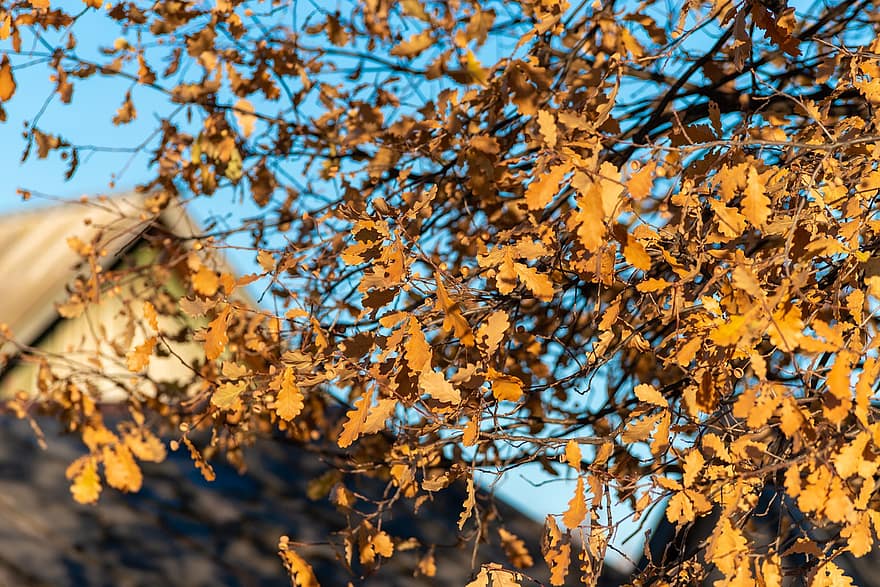 オーク、葉、秋、黄色の葉、枝、樫の木、木、工場、自然、シーズン、黄