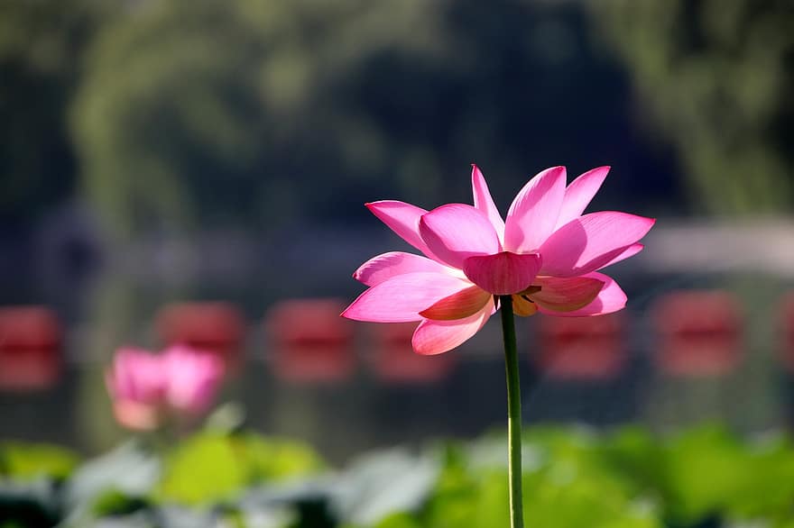 loto, flor, flor de loto, flor rosa, pétalos, pétalos de rosa, floración, planta acuática, flora, verano, planta