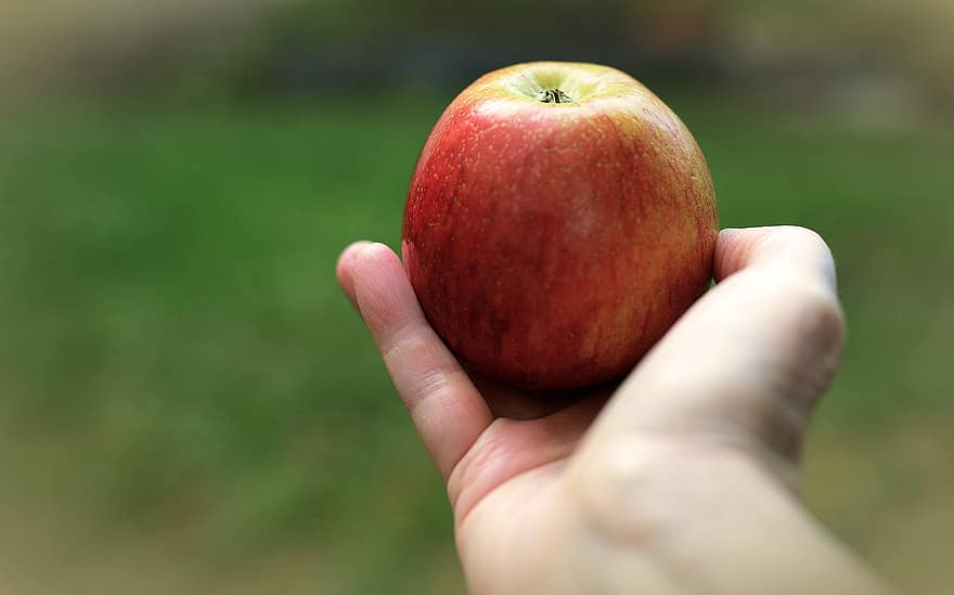 maçã, fruta, mão, saudável, vitaminas, maduro, comer, colheita, Comida, kernobst gewaechs