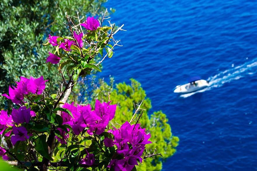 カプリ、イタリア、地中海、海、アマルフィ、アマルフィ海岸、海岸、自然、花、旅行、空