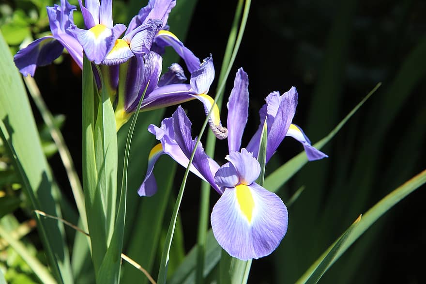 Blue Lilies, Blue Flowers, Flowers, Blue Petals, Bloom, Blossom, Flora, Nature, Plants, Flowering Plants, Spring