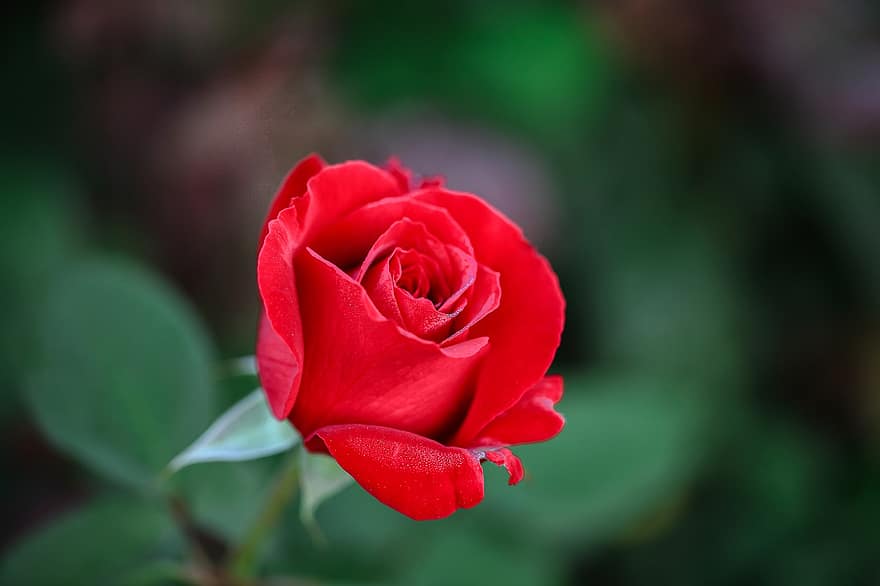 rosa, rosso, fiore, petali, rosa rossa, fiore rosso, petali rossi, petali di rosa, fioritura, flora, floricoltura