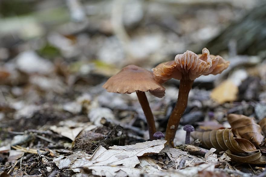 houby, lesní podlaha, podzim, mykologie, detail, les, sezóna, houba, rostlina, list, neobdělávaný