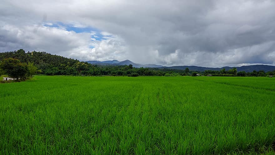 ферма, рисовые поля, сельхозугодий, рисовая ферма, сельское хозяйство, земельные участки, выращивание, пейзаж, горы, небо, облака