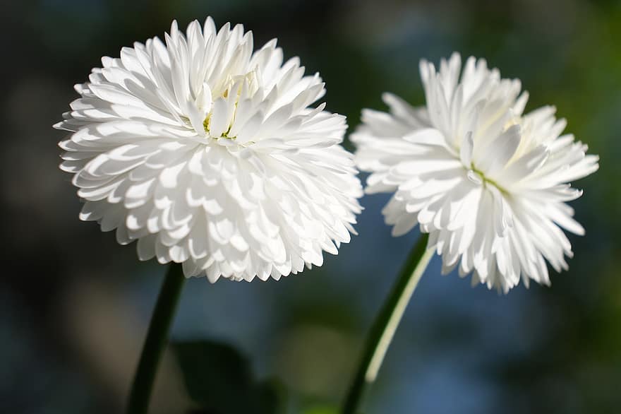 balta gėlė, paplitusi saulė, Daisy, gėlė, augalų, balta, žiedlapių