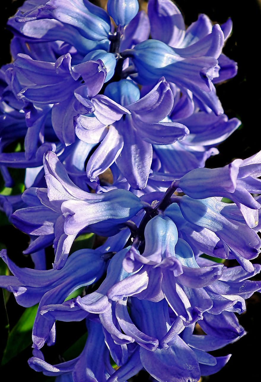 blomster, Hyacinth, blomst, botanikk, blomstre, vekst, petals, vår, natur, nærbilde, anlegg