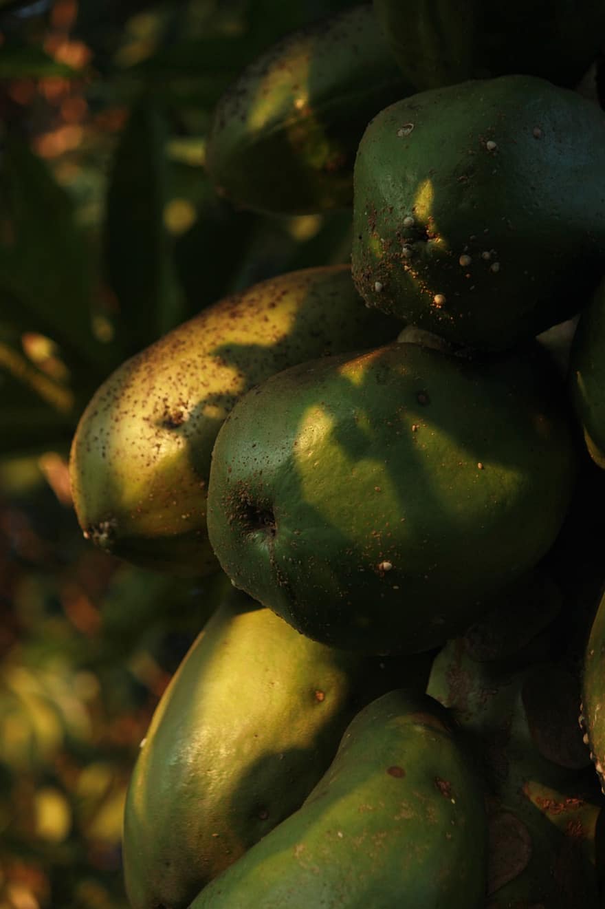 папайя, фрукты, завод, питание, тропический, овощной, свежесть, зеленого цвета, органический, сельское хозяйство, крупный план