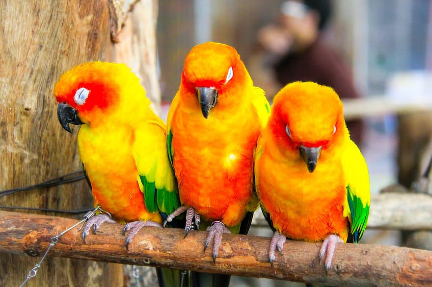 papagaios, passarinhos, empoleirado, conure, animais, penas, plumagem, bicos, contas, observação de pássaros, ornitologia