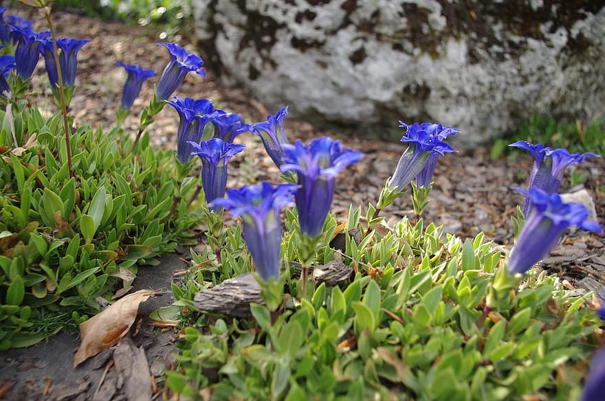 trumpettigentiina, sinisiä kukkia, gentiana acaulis, niitty, luonto