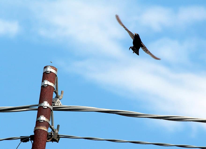 pájaro, vuelo, cielo, estornino, animal, cable, enviar, poste de electricidad, nubes, azul, de cerca