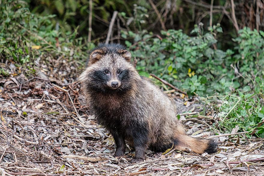 Raccoon Dog, Raccoon, Mammal, Wild, Wildlife, Animal, Nature, Fauna, Romania, Mahmudia, Danube Delta