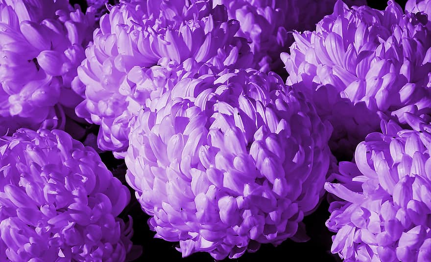菊、紫色の花、咲く、自然、閉じる、花、工場、フラワーヘッド、花弁、夏、きらきら