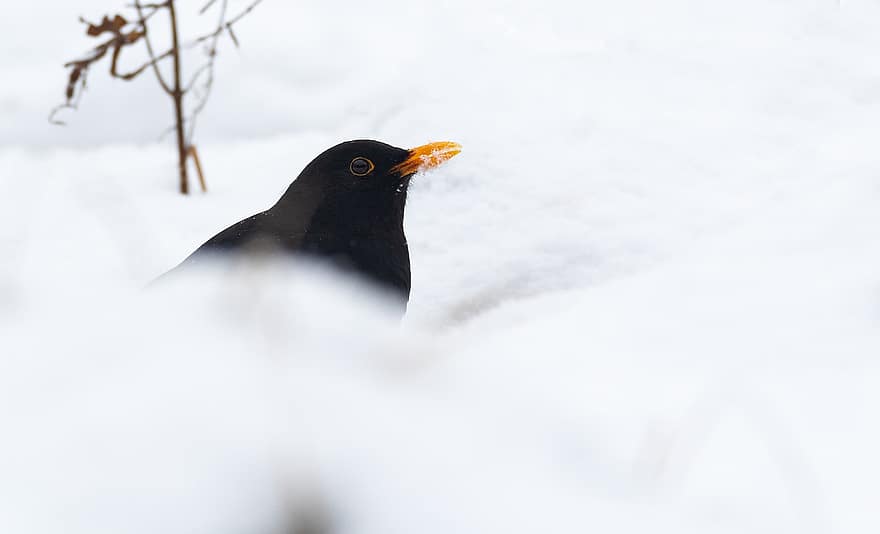 Blackbird, Bird, Snow, Animal, Wildlife, Feathers, Plumage, Beak, Bill, Winter, Cold
