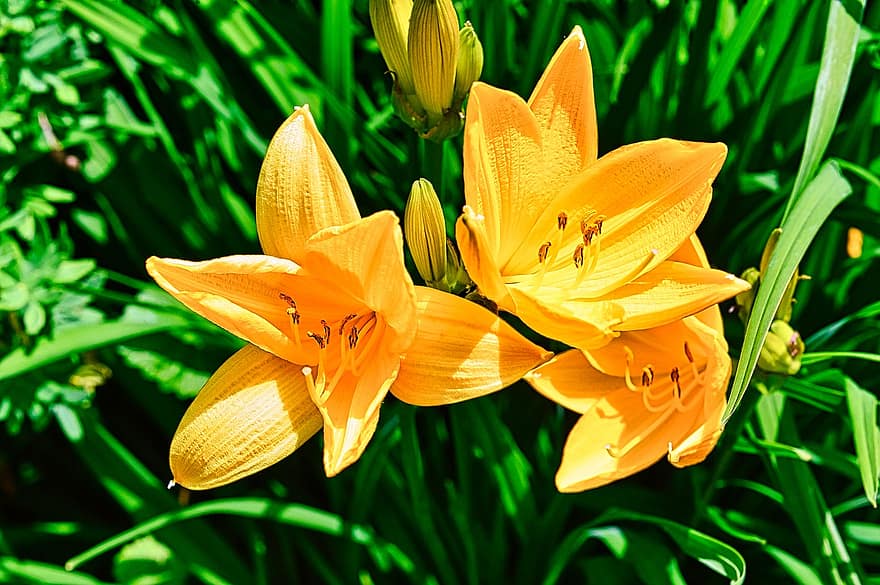 Yellow Daylily, Flowers, Plant, Daylily, Yellow Flowers, Petals, Buds, Bloom, Leaves, Garden, Nature