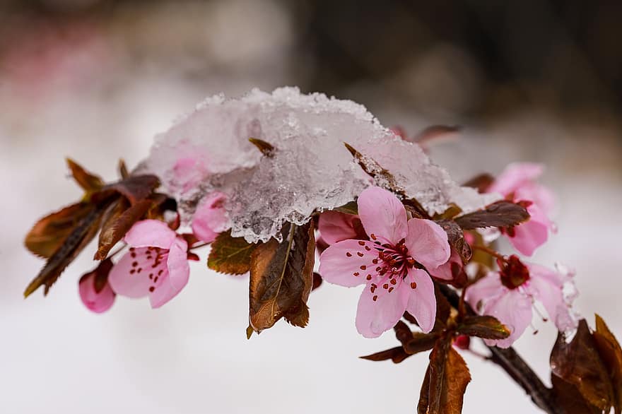 Flower, Plum Flower, Wild Plums, Cherry Blossom, Spring, Snowy, Fruit Tree, Petals, close-up, leaf, plant
