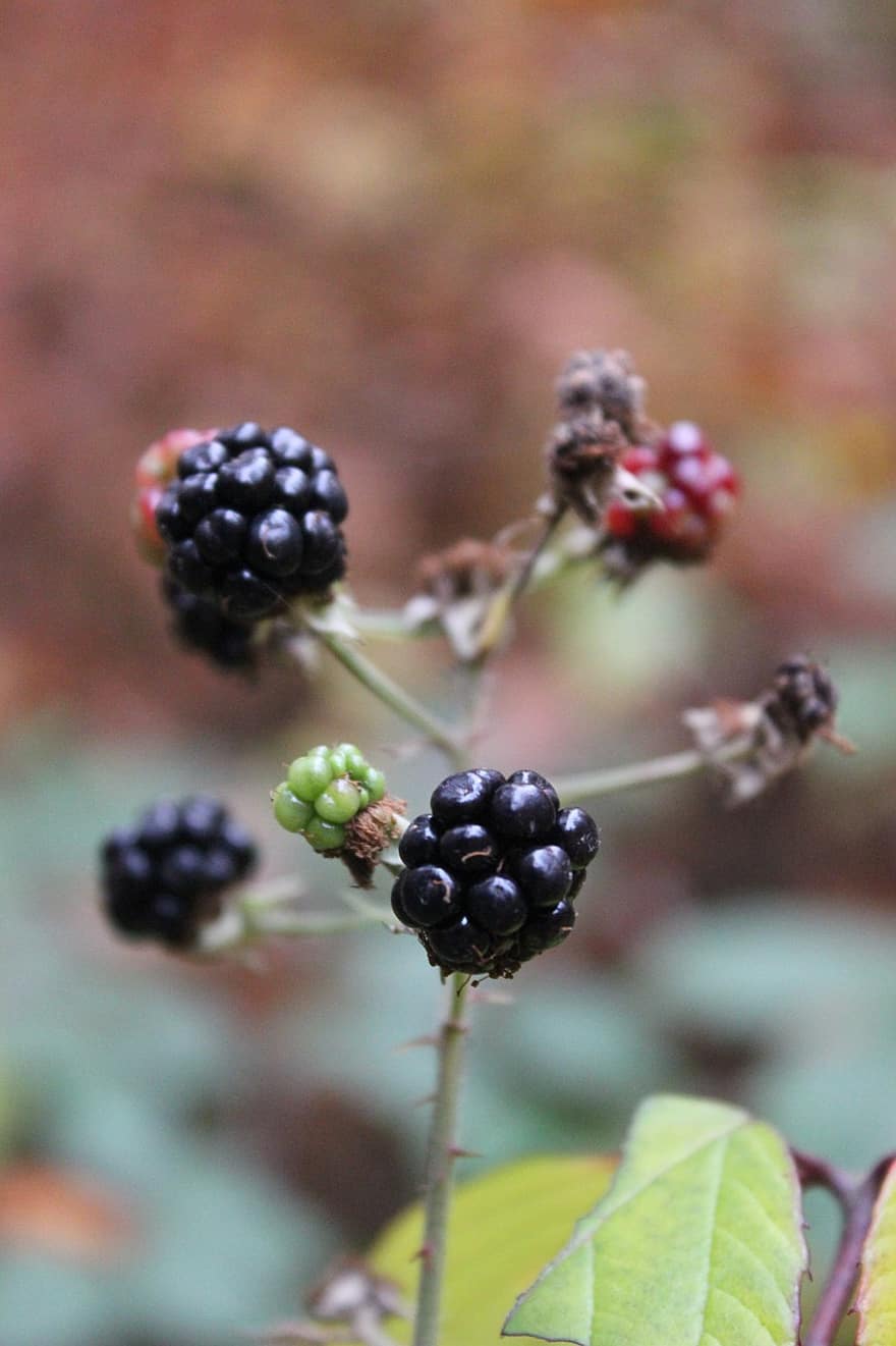 buah, Blackberry, organik, beri, merapatkan, daun, kesegaran, makanan, matang, buah berry, menanam