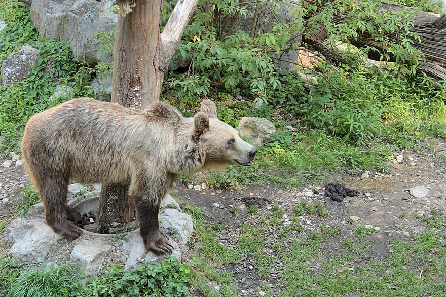 Medvěd hnědý, medvěd, zvíře, grizzly, dravec, nebezpečný, savec, Příroda, volně žijících živočichů, fotografování zvířat
