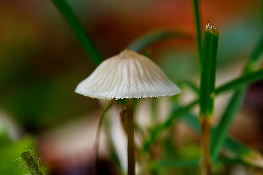 houba, houby, tráva, přízemní, Příroda, podzim, les, jídlo, růst