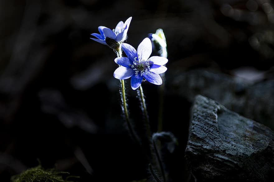 Синя хепатика, цветя, растение, сини цветя, листенца, разцвет, диви цветя, пружина, природа, скали