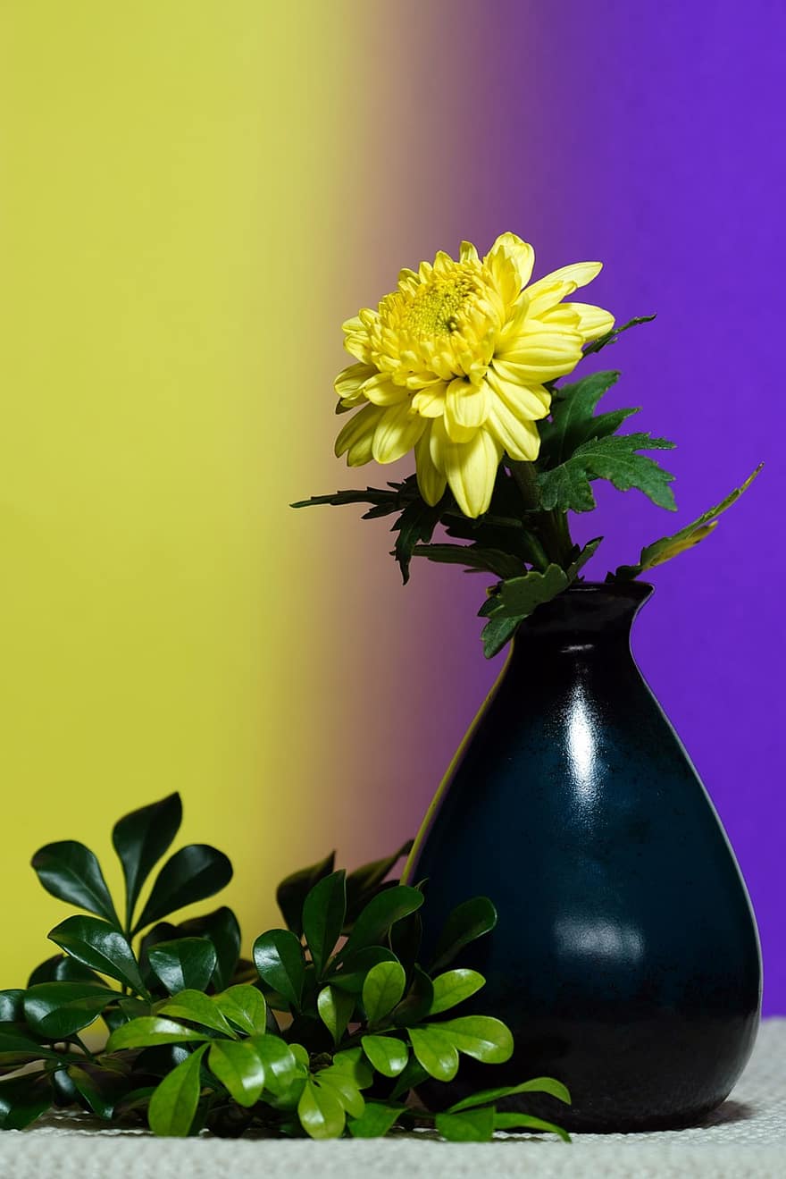 хризантема, квітка, ваза, листя, жовта квітка, квіткове оздоблення, квіткова композиція, пелюстки, жовті пелюстки, цвітіння