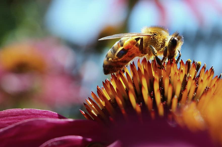 lebah, bunga, mekar, kerja keras, berkembang, musim panas, musim semi, serangga, bersenandung, berwarna merah muda, madu
