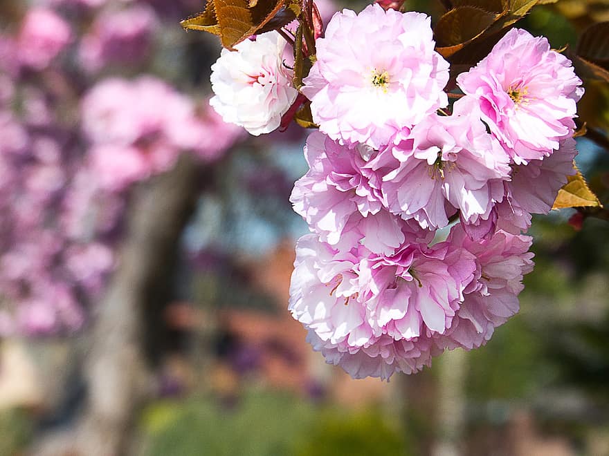 Kirschblüten, Sakura, pinke Blumen, Blumen, Nahansicht, Frühling, Blatt, Pflanze, Blume, Blütenblatt, pinke Farbe