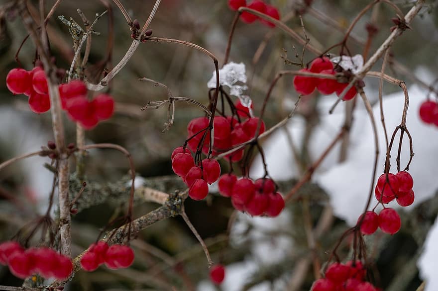 zăpadă, fructe de padure, iarnă, îngheţ, copaci, căderile de zăpadă, frunze, plantă, a închide, ramură, sezon