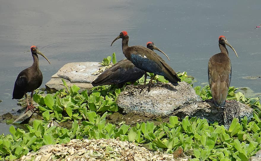 vogel, ibis met rode nekken, vogelkunde, soorten, fauna, aviaire, pseudibis papillosa, Indiase zwarte ibis, zwarte ibis, dieren in het wild, bek