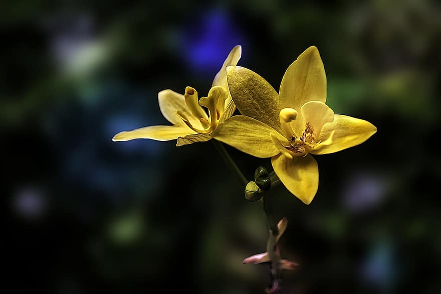 Spathoglottis, orchidee, bloem, fabriek, gele orchidee, bloemblaadjes, bloeien, flora, natuur, detailopname, bloemblad