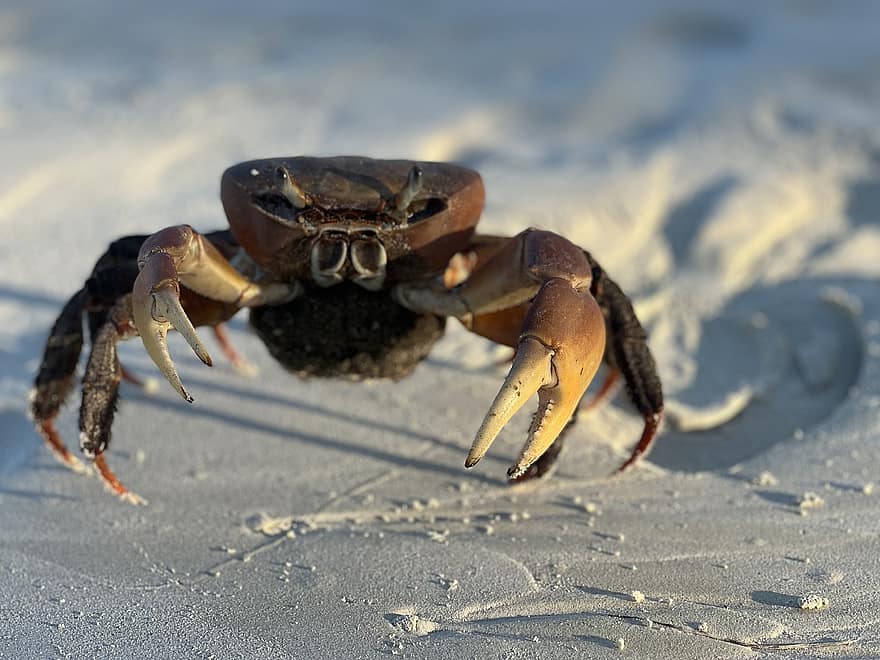 Sea, Crab, Marine, Creature