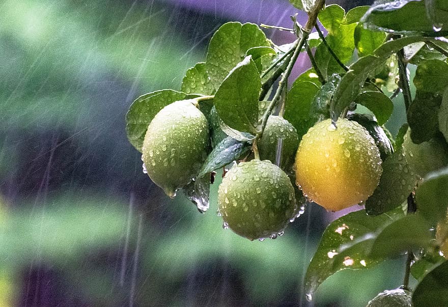 비, 비가 내리는, 물, 잎, 녹색, 액, 자연, 젖은, 날씨, 식물, 레몬