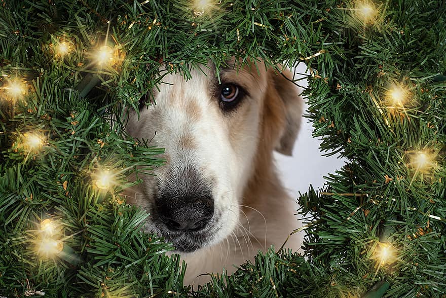 chien, canin, animal de compagnie, national, lumières, vert sapin, Noël