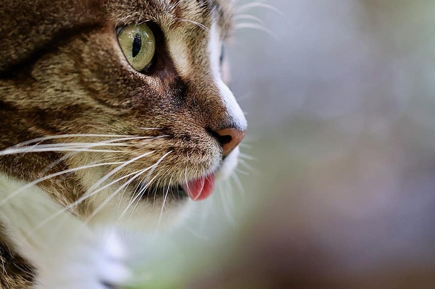 gatto, lingua di gatto, occhi di gatto, animale domestico, animale, shorthair europeo, gatto domestico, mammifero