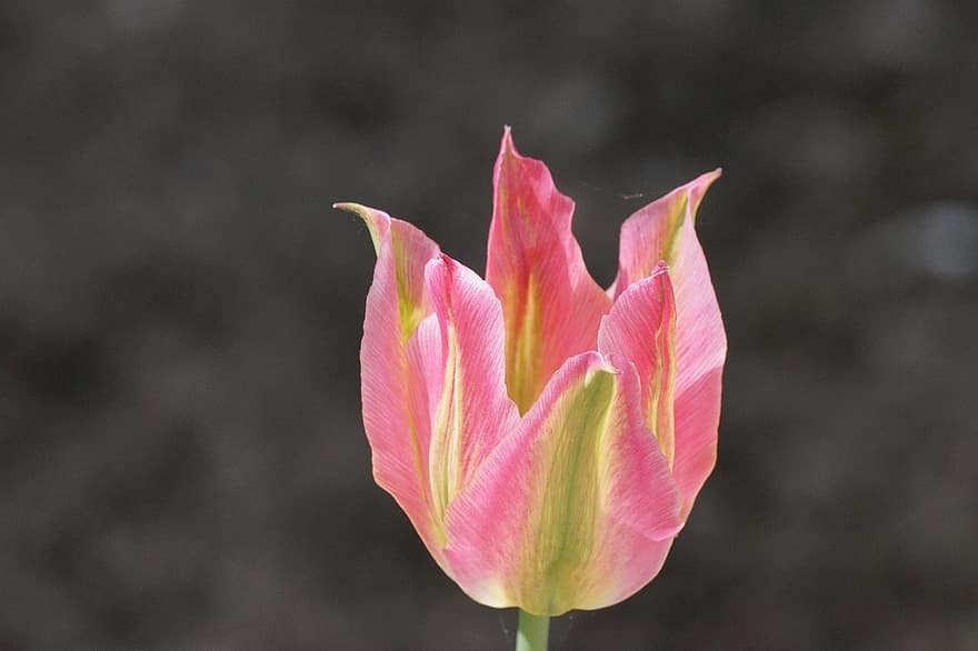 růžový květ, tulipán, růžový Tulipán, květ, Příroda, Pozadí, detail, rostlina, květu hlavy, okvětní lístek, list