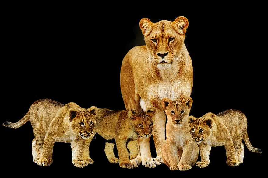 animal, leão, mamífero, predador, gato grande, leoa, carnívoros, felino, gato não domesticado, animais em estado selvagem, África