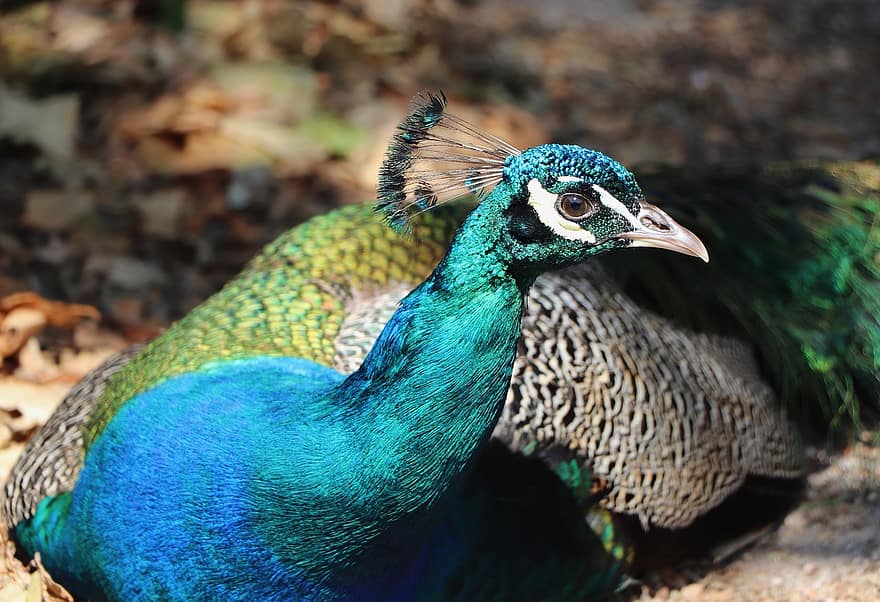 Peacock, Bird, Peacock Feathers, Plumage, Feather, Iridescent, Bill, Structure, Animal World, Color, Blue