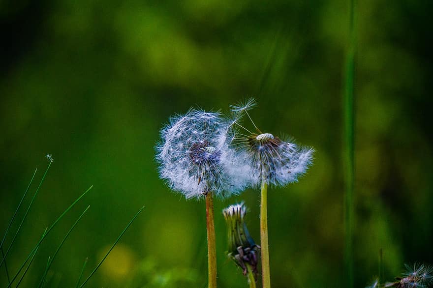 Dandelion, Flowers, Seeds, Seed Heads, Blowballs, Fluffy, Pointed Flowers, Plants, Meadow, Nature